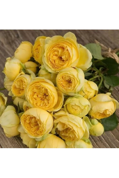 Hybrid tea rose ’Catalina’